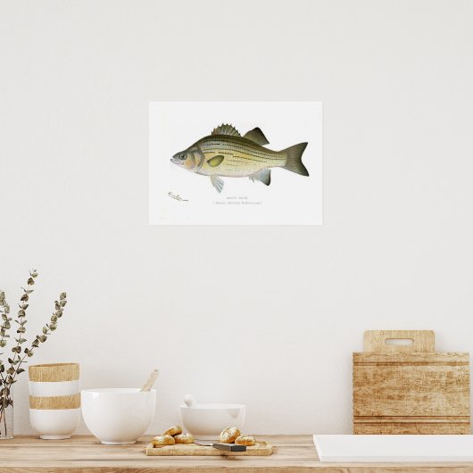 White Bass Poster (Keuken)