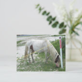White Beach Pony Briefkaart (Staand voorkant)