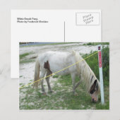 White Beach Pony Briefkaart (Voorkant / Achterkant)