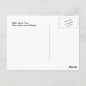 White Beach Pony Briefkaart (Achterkant)