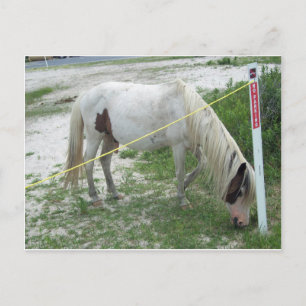 White Beach Pony Briefkaart