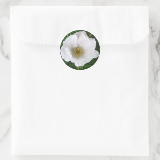 White Beach Roos Sticker (Tas)