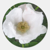 White Beach Roos Sticker (Voorkant)