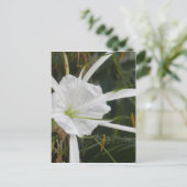 White Beach Spider Lily Lilies Flower foto Briefkaart (Staand voorkant)