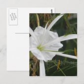 White Beach Spider Lily Lilies Flower foto Briefkaart (Voorkant / Achterkant)