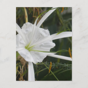 White Beach Spider Lily Lilies Flower foto Briefkaart