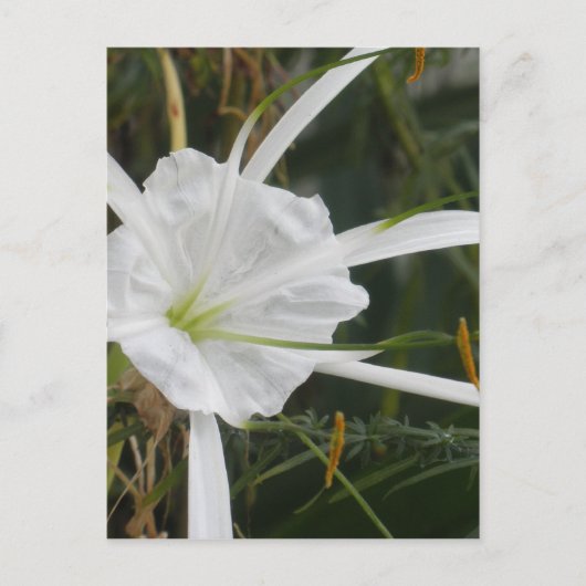 White Beach Spider Lily Lilies Flower foto Briefkaart (Voorkant)