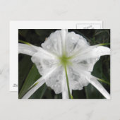 White Beach Spider Lily Lilies Flower foto Briefkaart (Voorkant / Achterkant)