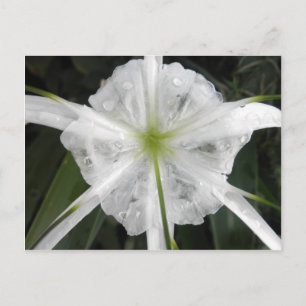 White Beach Spider Lily Lilies Flower foto Briefkaart