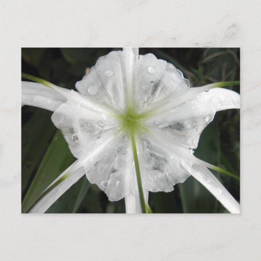 White Beach Spider Lily Lilies Flower foto Briefkaart (Voorkant)