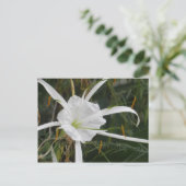 White Beach Spider Lily Lilies Flower foto Briefkaart (Staand voorkant)