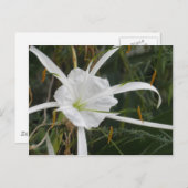 White Beach Spider Lily Lilies Flower foto Briefkaart (Voorkant / Achterkant)