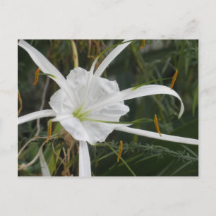 White Beach Spider Lily Lilies Flower foto Briefkaart