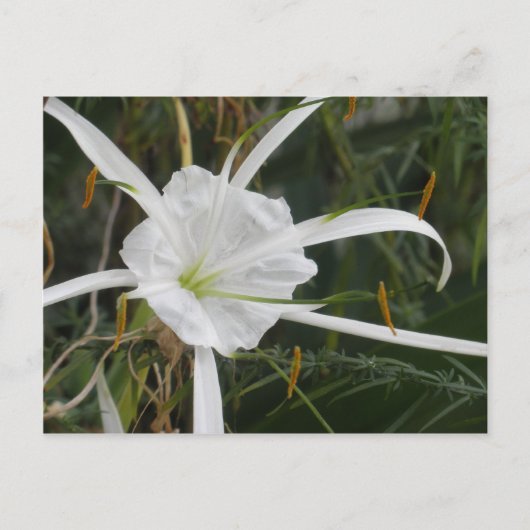 White Beach Spider Lily Lilies Flower foto Briefkaart (Voorkant)