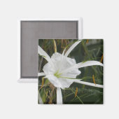 White Beach Spider Lily Lilies Flower foto Magneet (Voorkant / Achterkant)