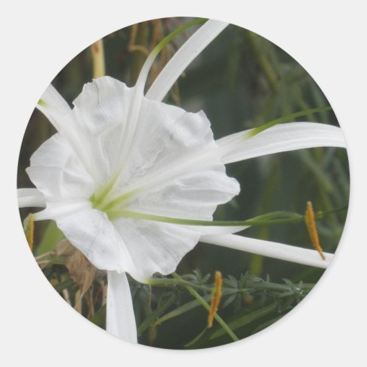 White Beach Spider Lily Lilies Flower foto Ronde Sticker (Voorkant)