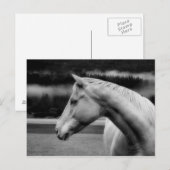 White Beauty Post Card Briefkaart (Voorkant / Achterkant)