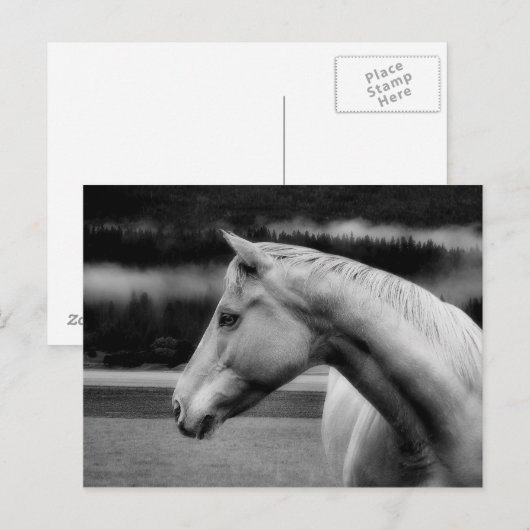 White Beauty Post Card Briefkaart (Voorkant / Achterkant)