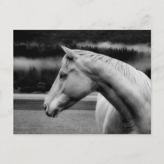 White Beauty Post Card Briefkaart (Voorkant)