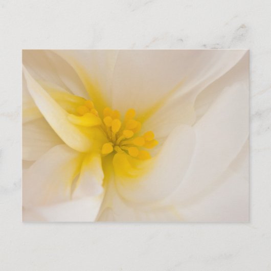White Begonia Briefkaart (Voorkant)