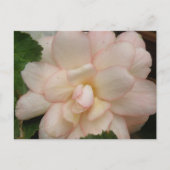 White Begonia Flower Briefkaart (Voorkant)