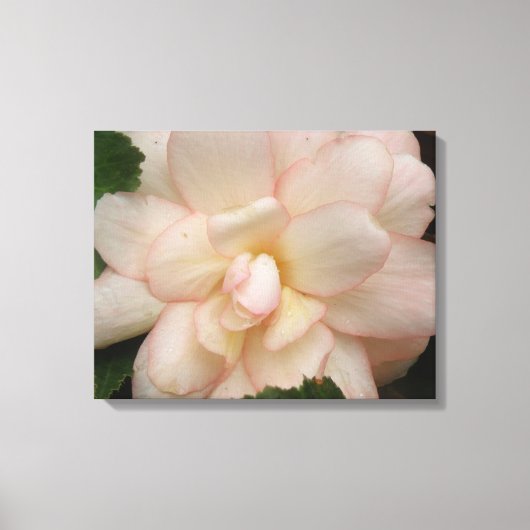 White Begonia Flower Canvas print (Voorkant)