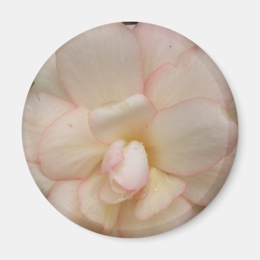 White Begonia Flower Magnet (Voorkant)
