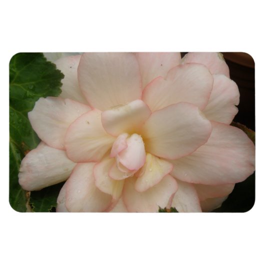 White Begonia Flower Premium Magnet Magneet (Horizontaal)