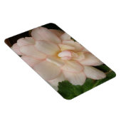 White Begonia Flower Premium Magnet Magneet (Rechterzijde)