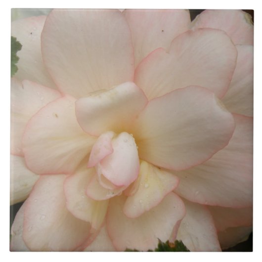 White Begonia Flower Tile Tegeltje (Voorkant)