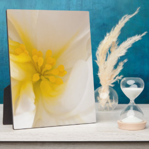 White Begonia Fotoplaat