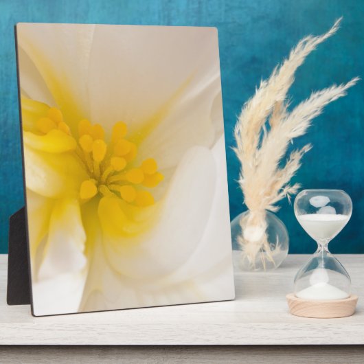 White Begonia Fotoplaat (Zijkant)