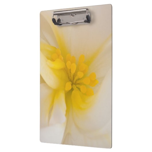 White Begonia Klembord (Links)