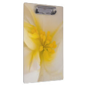 White Begonia Klembord (Rechts)