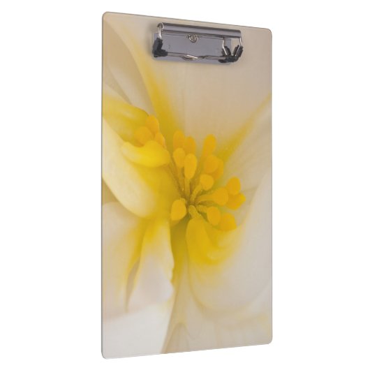 White Begonia Klembord (Rechts)