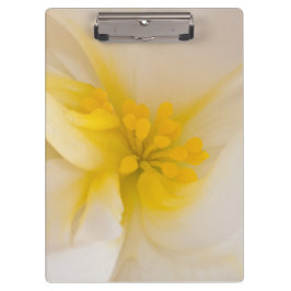 White Begonia Klembord