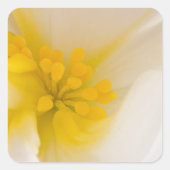 White Begonia Vierkante Sticker (Voorkant)