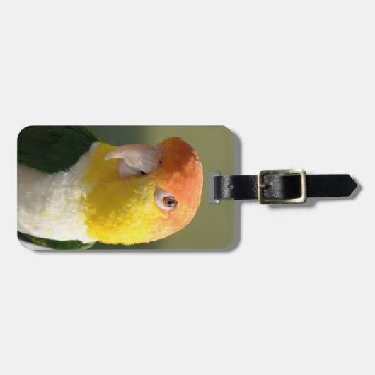 White Bellied Caique Parrot Bagagelabel (Voorkant horizontaal)