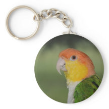 White Bellied Caïque Parrot buitenshuis