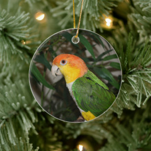 White Bellied Caïque Parrot met Bamboe Tree Keramisch Ornament
