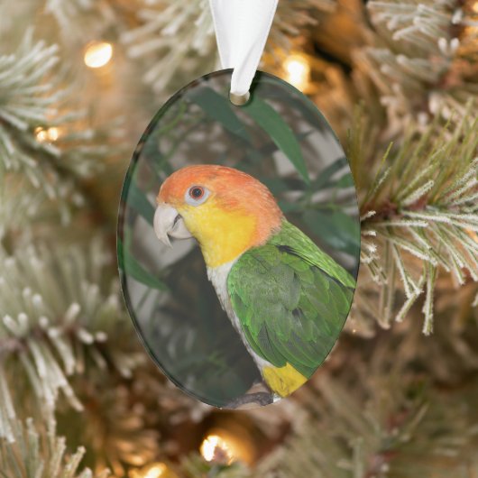 White Bellied Caïque Parrot met Bamboe Tree Ornament (Boom)