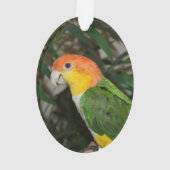 White Bellied Caïque Parrot met Bamboe Tree Ornament (achterkant)
