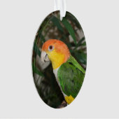 White Bellied Caïque Parrot met Bamboe Tree Ornament (voorkant)