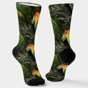 White Bellied Caïque Parrot met Bamboe Tree Sokken
