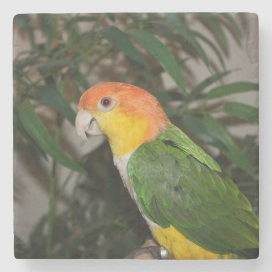 White Bellied Caïque Parrot met Bamboe Tree Stenen Onderzetter (Voorkant)
