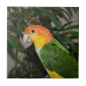White Bellied Caïque Parrot met Bamboe Tree Tegeltje (Voorkant)