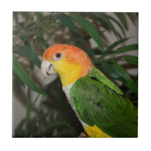 White Bellied Caïque Parrot met Bamboe Tree Tegeltje