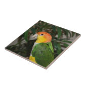 White Bellied Caïque Parrot met Bamboe Tree Tegeltje (Zijkant)