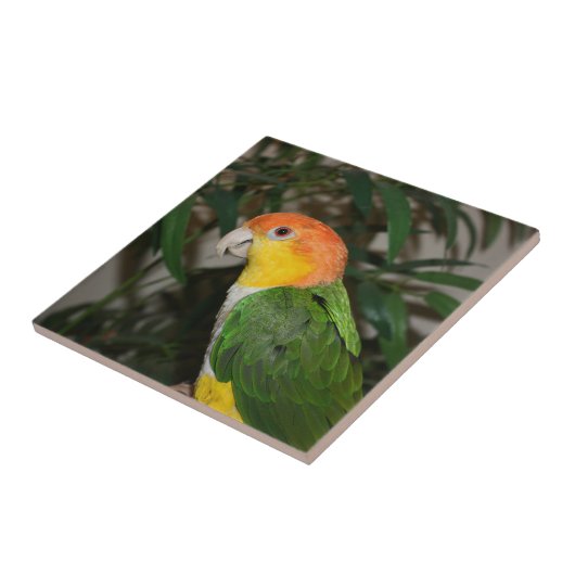 White Bellied Caïque Parrot met Bamboe Tree Tegeltje (Zijkant)