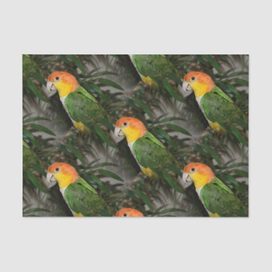 White Bellied Caïque Parrot met Bamboe Tree Tissuepapier (Voorkant)